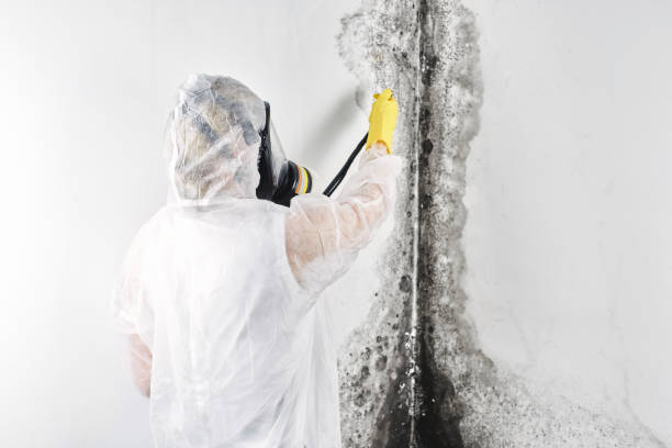 Best Mold removal after water damage  in Morrisville, VT